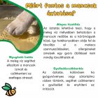 Whizzopet Medi Sal kutya mancs tisztító só